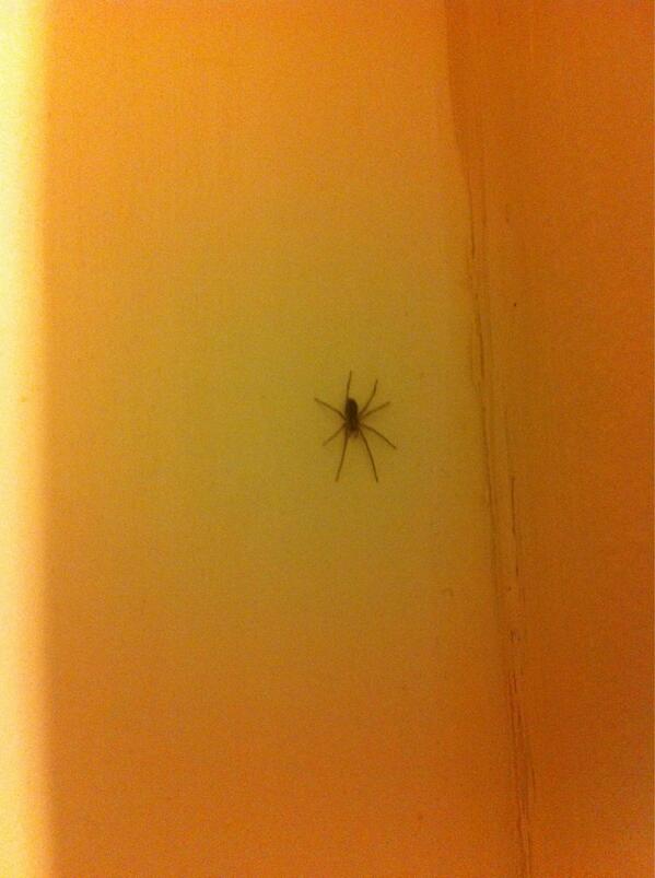 DeclanMcCarthy1's tweet image. Might be small, but these things are all the devils warriors! #outyougo