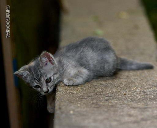 powerofcats's tweet photo. I'm here #cat http://t.co/Aov297iLWY