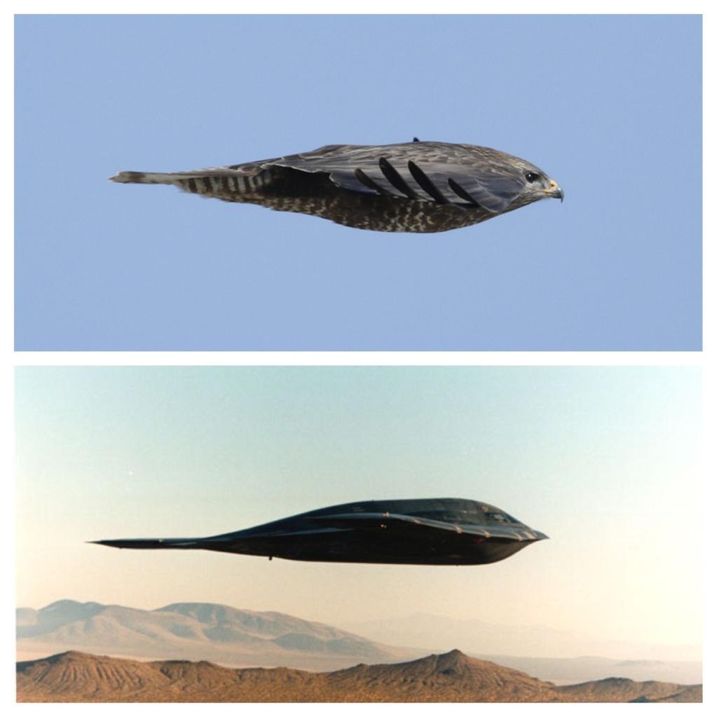 mineral Tæmme Perseus Nature-Inspired Design aka Biomimicry: B-2 vs Buzzard – Hallo, here is Pane!