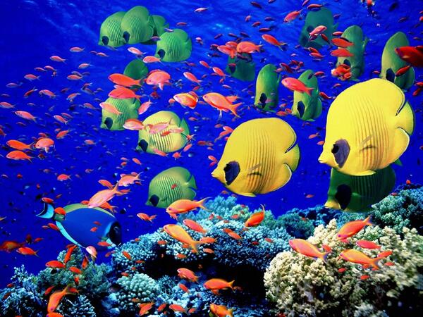 美しい画像bot おはよーございます 美しい魚たちの泳ぐ姿をどうぞ 綺麗だと思ったらrt Http T Co N0rtbppwda