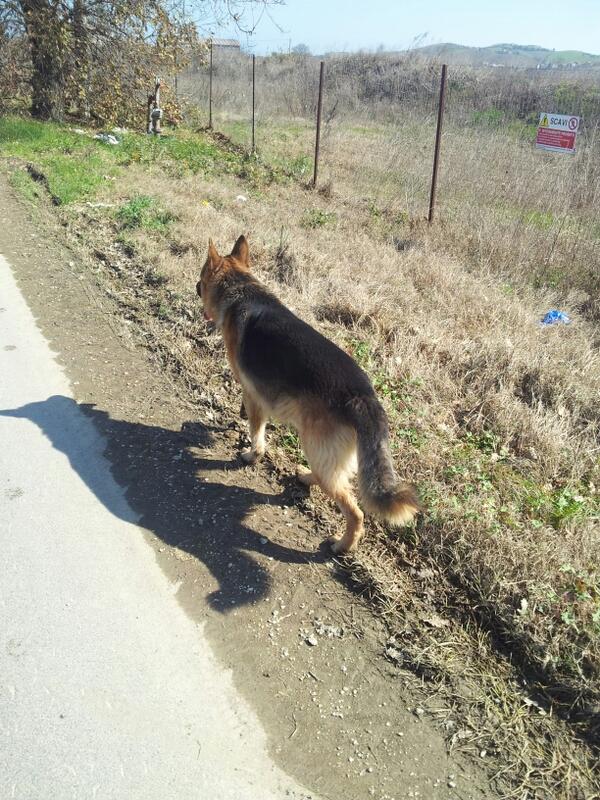marinozzi19's tweet photo. Passeggiata con willy :P http://t.co/k8tCjsJQ22