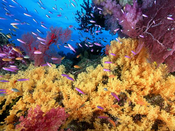 NatureIsAmazing's tweet photo. Schools of fish http://t.co/z2dL1MJLFo