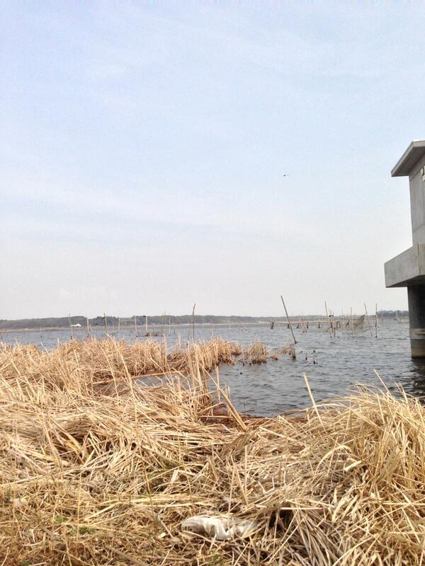 weapon1970's tweet image. 自転車で印旛沼にきた。尻が痛い。