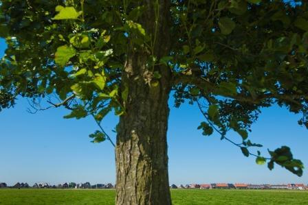 DeZuidlanden's tweet photo. Vandaag Nationale Boomfeestdag! Straks komen er 500 kinderen @DeZuidlanden  om 500 bomen te planten #boomfeestdag http://t.co/odJnc5EVA0