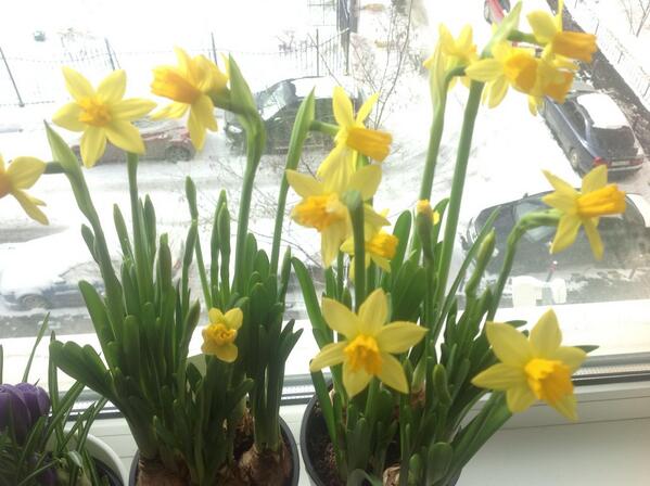 lorakerch's tweet image. А у меня на окне весна!)