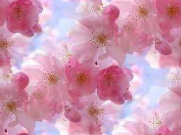 HIWakefield's tweet image. Today is Equinox, should be first day of Spring. Where are our warmer temperatures &amp;amp; pretty flowers #springwhere?