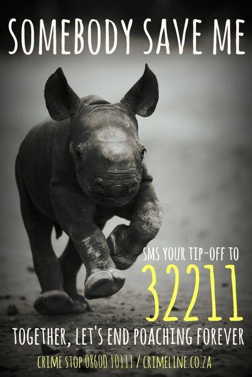 CrimeLineZA's tweet photo. #RhinoAlive - please retweet and help us to stop #rhinopoaching. @CrimeStop_RSA @SANParks @SAPoliceService http://t.co/n7tzE3mXnr