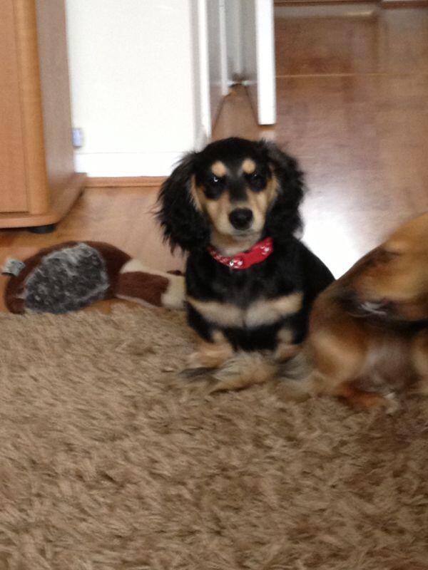 __soap_'s tweet photo. Wanna be playing with this little bugger instead of stressing out at work http://t.co/UwEyXyyPh6