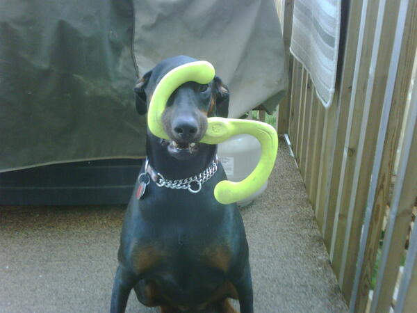 LmnoPVL's tweet photo. todays Doberman is brought to you by the letter "S" http://t.co/ixqKvuNzVW