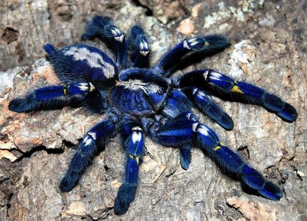 Elise Andrew On Twitter Poecilotheria Metallica A Gorgeous Blue