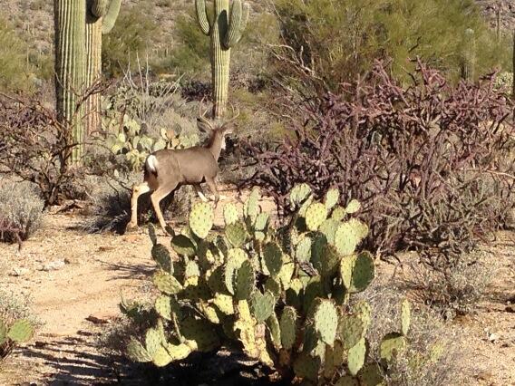 DoveMountain's tweet photo. What the buck? http://t.co/12j2hI31vL