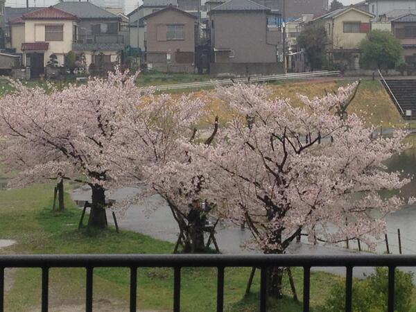 apricot_h's tweet photo. 雨で桜も終わりかなぁ... http://t.co/k7GU8aSOax
