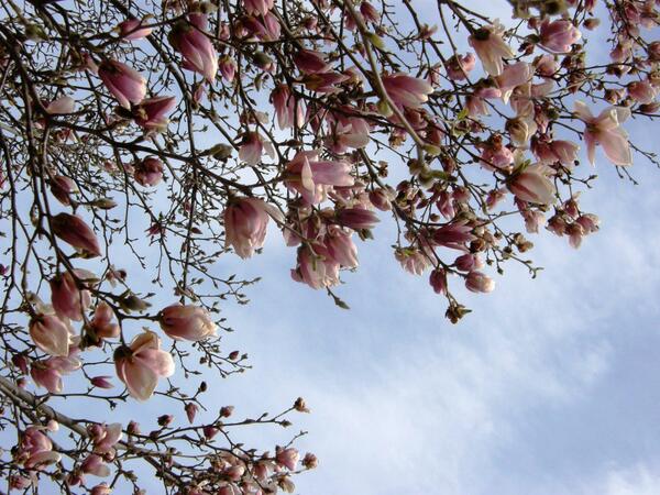 dealsandyou's tweet image. #SpringFacts: If you stand at the equator on the 1st day of spring, you will see the sun pass directly over head.