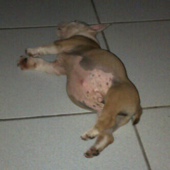 ralfpro tweet picture
