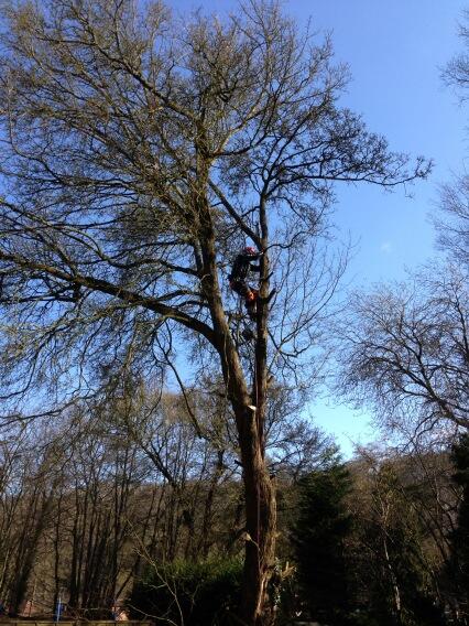 tributetrees's tweet image. 