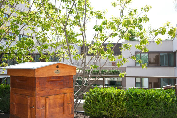 @MO_PARIS celebrates #SustainableDevelopmentWeek!
Do you know that 5 000 bees are living in our hive on the rooftop?