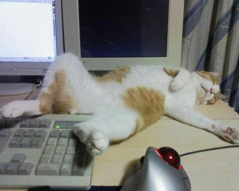 O Xrhsths かわいい猫ちゃん画像館 Sto Twitter 仕事のしすぎで疲れたみたい T Co Tscbijbwc2 O Xrhsths かわいい猫ちゃん画像館 Sto Twitter 仕事のしすぎで疲れたみたい T Co Tscbijbwc2