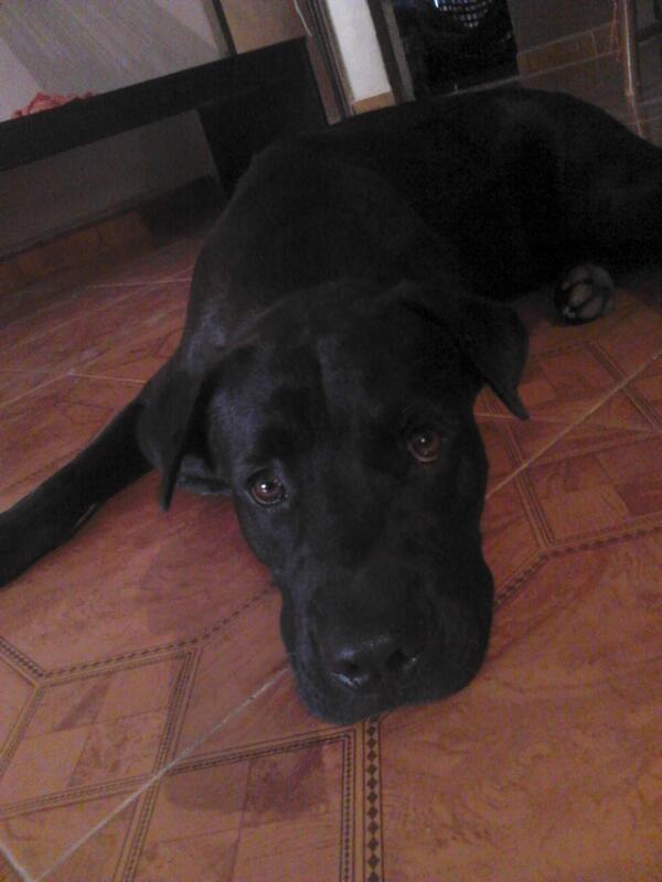 Mi pequeño guardian