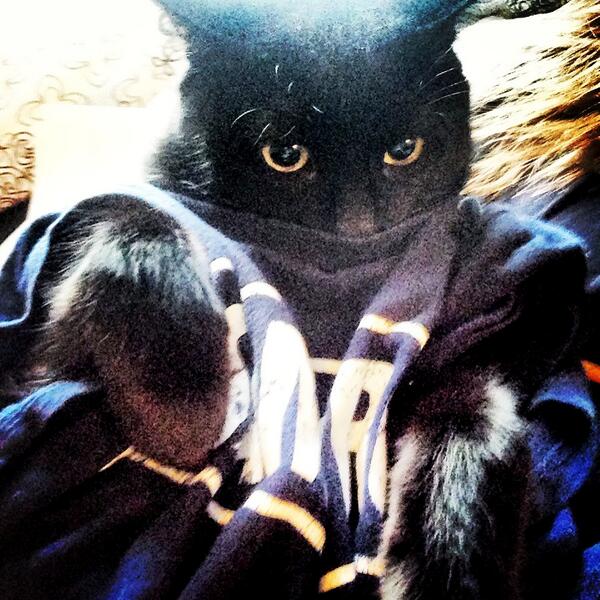 farrkay's tweet image. Hahha #SAMCRO CAT! @SonsofAnarchy #missingjax #SOAFX #sons