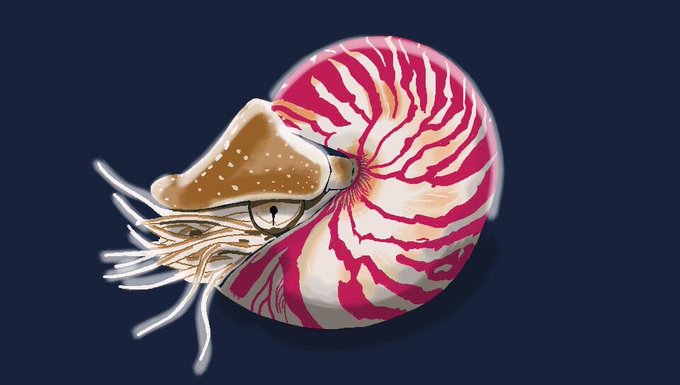 オウムガイのtwitterイラスト検索結果 古い順