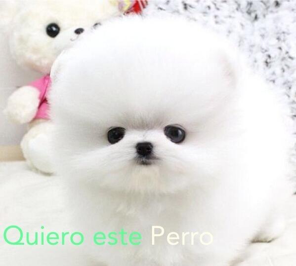 Ando en busca de este perro .... Si alguien sabe donde lo puedo conseguir se los agradecería #teacup #pomeranian