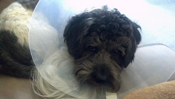 Shaggy got neutered yesterday.  He pretty much hates me. Poor pup pup.