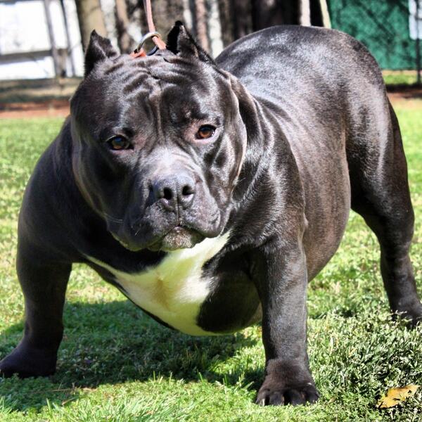 Get some!!! Hannibal pups coming soon. Need to put some size on your yard. This boy produces girth and thickness.
