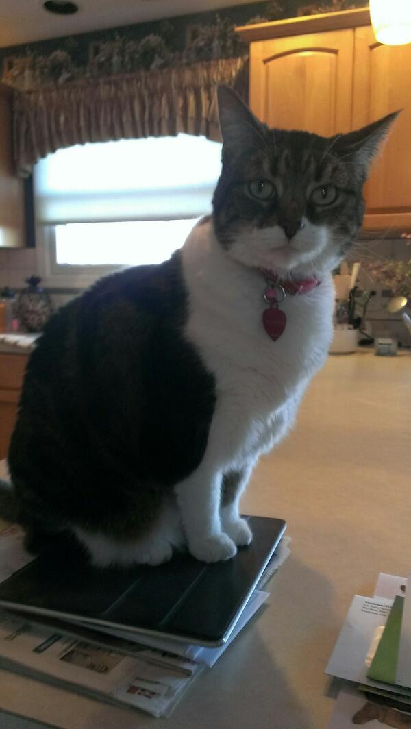 turtledrum13's tweet image. #iPadProblems