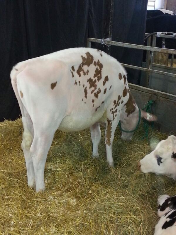 Larest Exquisitely Red (Redliner) an Int. Calf for 2013. Her dam is a VG-88 Starfire straight from the Tony Beauty's!