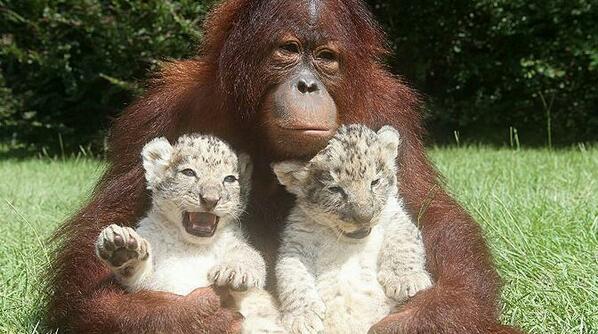 TrueTwitFact's tweet image. In 2008 this proud mother gave birth to the first ever twin tigers.