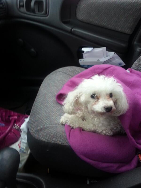 RhyanMayie's tweet photo. She rides shotgun in her purple blanket #toypoodlebrand http://t.co/V9hFPFd4TB