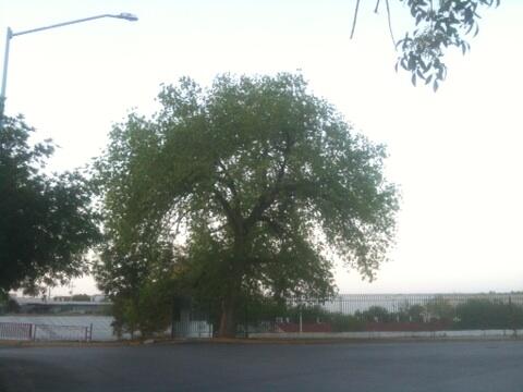 ayguismo's tweet photo. Populus tremuloides #arbolmty #ff http://t.co/kmVqa4rQlH