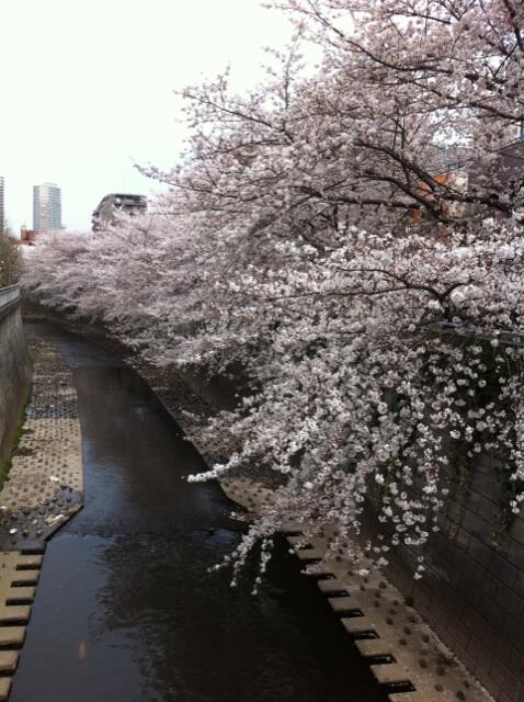 桜が綺麗。川沿いに座ってハイボールごくごく