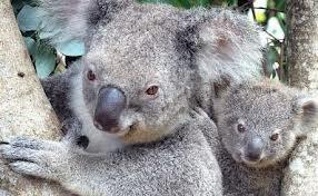 Koala Hospital (@koalahosp) on Twitter photo 