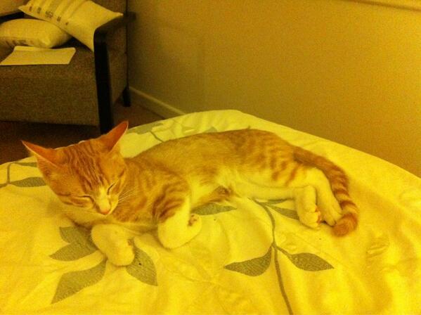 TheOriginalP's tweet image. Cody Stormer Trooper Cat.