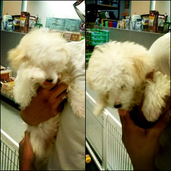 PrettyBrown_MF's tweet photo. I want this dog http://t.co/A8nRB6eawq