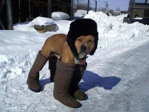 Coral's tweet photo. Most of today's sport has been cancelled, so here's a picture of a dog wearing some boots and a hat... http://t.co/HYs3ZxX9jT