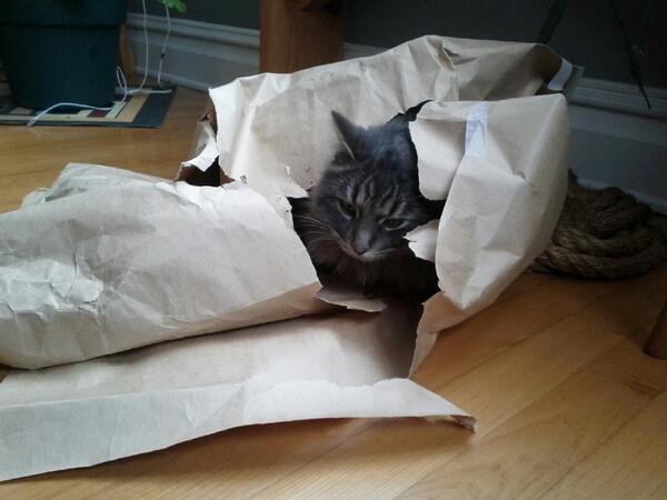 Hung out with this guy this week. He's alright. Likes to pay tag and sniff my litter box. #bestfriends