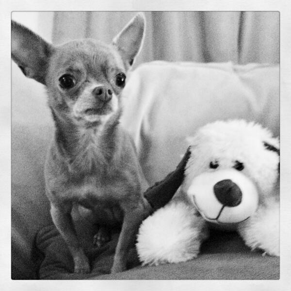 RileyChihuahua's tweet image. Just two pups hanging #chihuahua #HateBeingAlone #Weekend