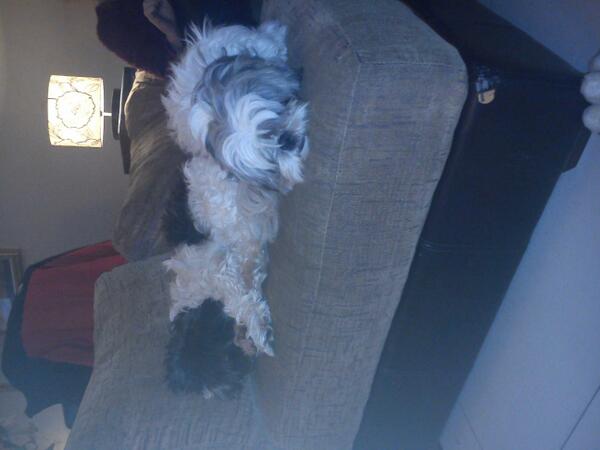 ChineseDoggy's tweet photo. Me and peb sleeping in on Saturday http://t.co/CW7oRMBcAm