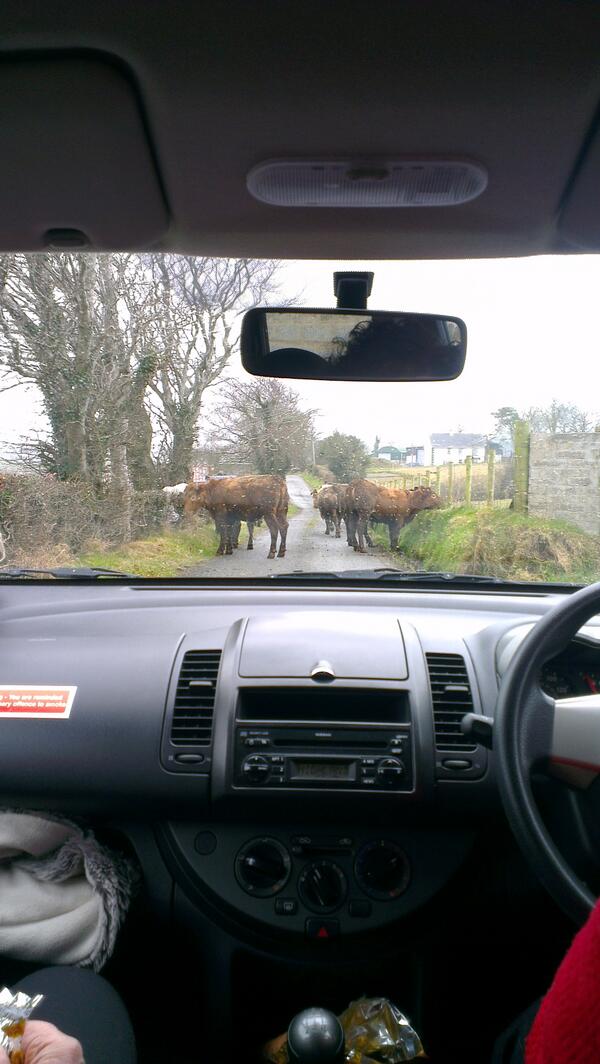 sineadhart_'s tweet image. #cowproblems