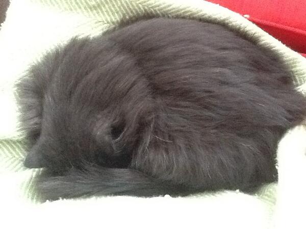 I made a new friend this week. He's exhausting. #kittehdreams