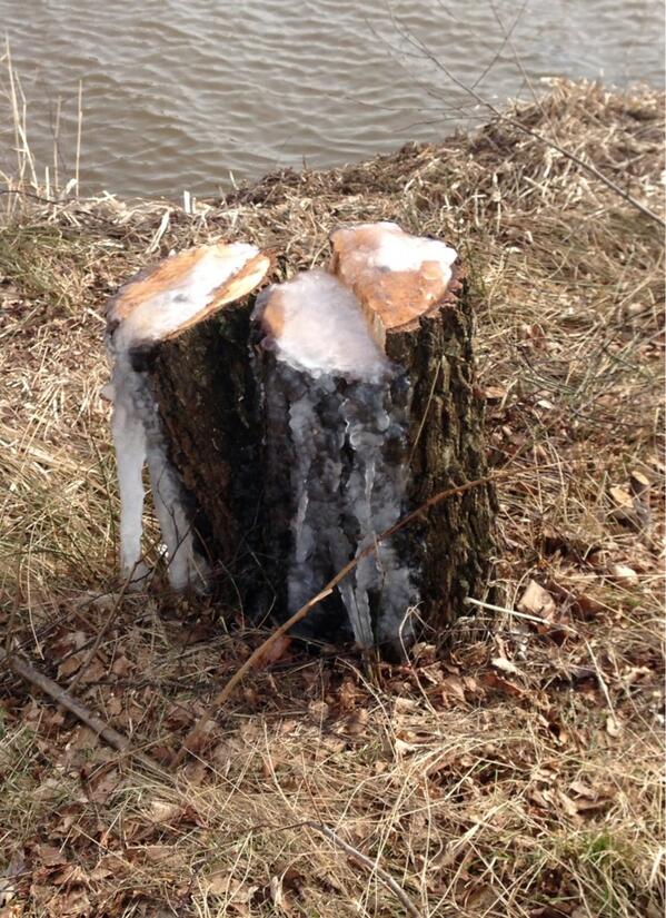 Deze berken hebben de winter niet overleefd.