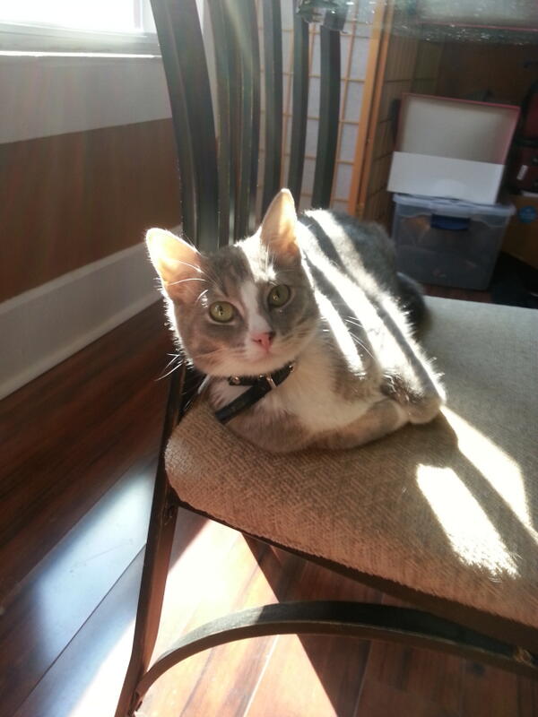 KatyHadouken's tweet image. Barrie and Katie are talking fashion so I took a pic of a cat. #idontlikecats @KtBarr58 @caroline3412 @Coletini