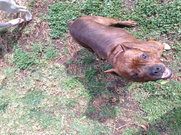 deservingdogs's tweet photo. Rosie here, just signed up for Twitter! Follow me and all the other Deserving Dogs to get updates on us! http://t.co/eW8Vdpkswo