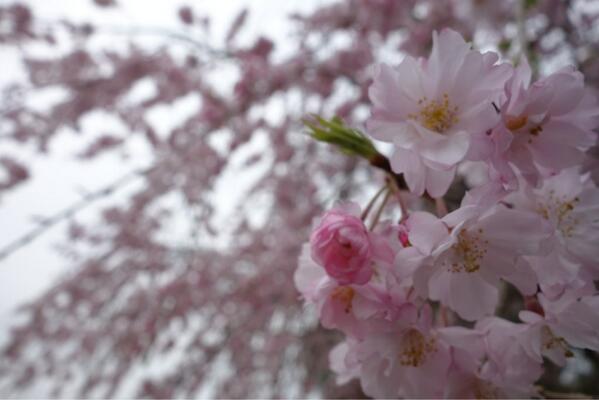 mairo's tweet photo. 近所の桜も綺麗でした。花粉が辛いのでお花見はしないけれども… http://t.co/EntHyhx5PJ