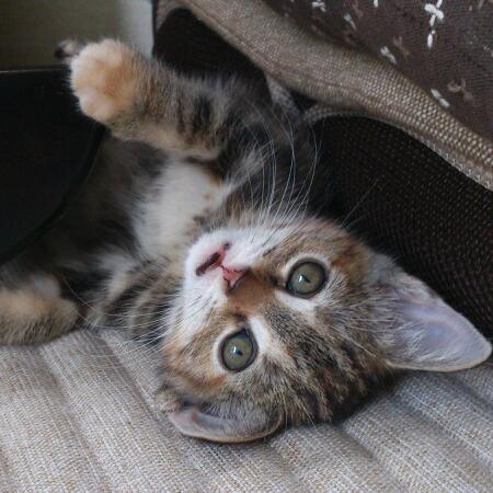 cute_cats_bot's tweet photo. https://t.co/KaIRSQa7aE