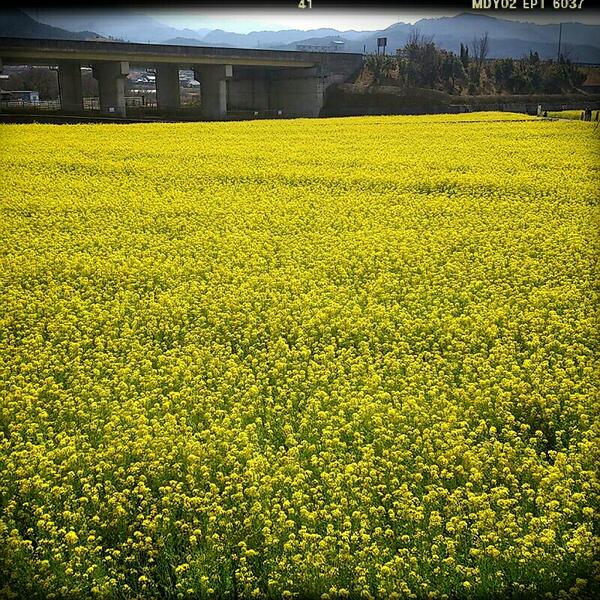 foomin33's tweet photo. 菜の花のじゅうたん。 http://t.co/NnDAifVetK