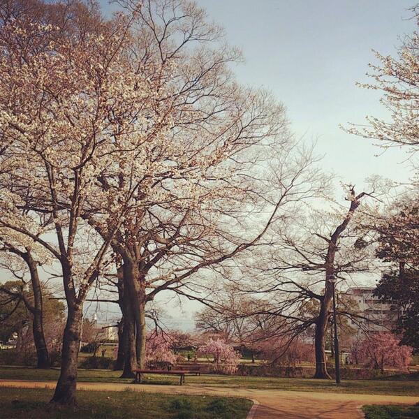 foomin33's tweet photo. 満開間近のさくら。
お花見が楽しみ(*˘︶˘*).｡.:*♡ http://t.co/5ebuGQr1Yh