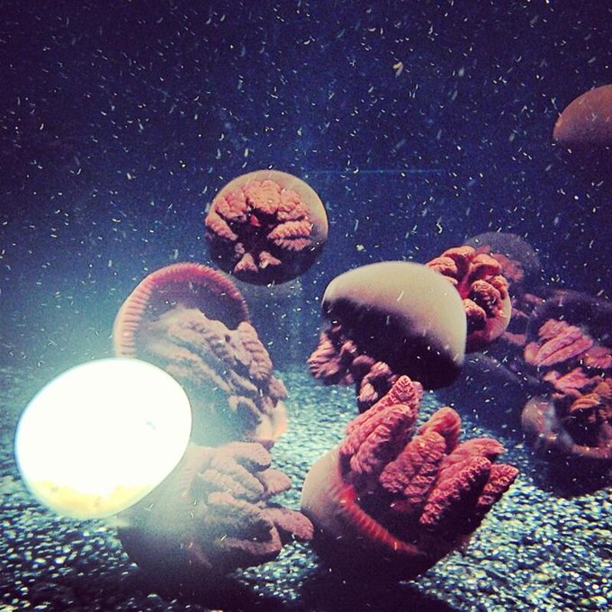 I love jellies. http://t.co/6IWEpv1RQJ<a href="/tag/fan"class="tags"><span>#fan</span></a>